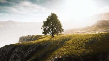 Green tree on a hill on a sunny day in summer video