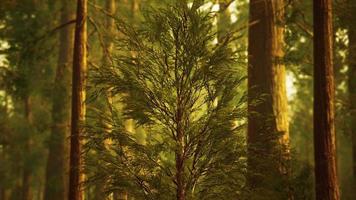Riesenmammutbäume im Redwood-Wald