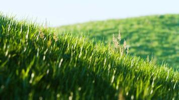 8k grönt gräsfält på kullarbakgrund video