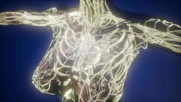 Human Body with Glow Blood Vessels video