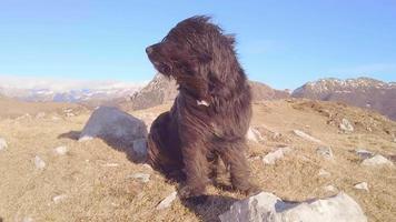 A mountain sheepdog with hair blowing in the wind video