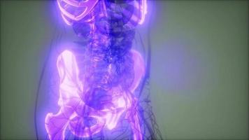 corpo humano transparente com ossos visíveis video