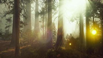 luces de luciérnaga de fantasía en el bosque mágico video