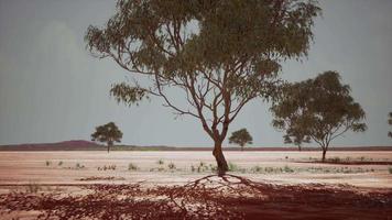 savane africaine sèche avec des arbres