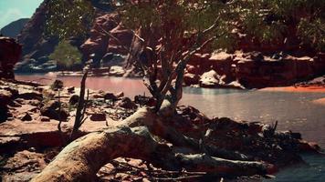 trees near Colorado River in Grand Canyon photo