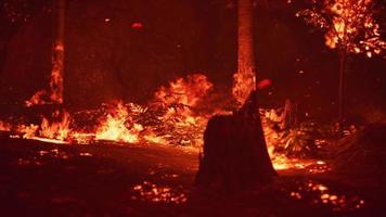 grandes llamas de incendio forestal foto