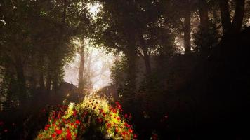 summer fog in the forest photo