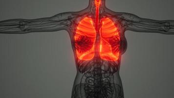 análisis de anatomía científica de los pulmones humanos foto