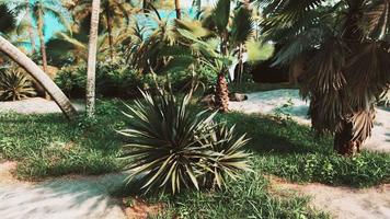 tropical palms and plants at sunny day photo