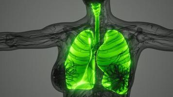 análisis de anatomía científica de los pulmones humanos foto