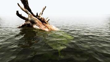 roble muerto en el agua del océano atlántico foto