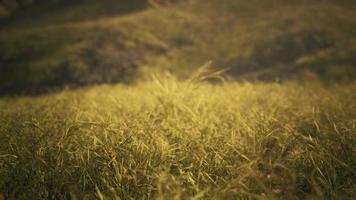 golden rocks and grass in mountains photo