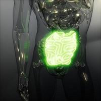 examen de radiología del intestino delgado humano foto
