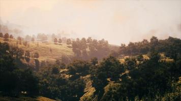 green trees in canyon at sunset with fog photo