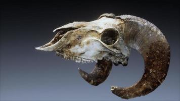 large old ram skull rotate photo