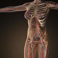 Human circulation cardiovascular system with bones in transparent body photo