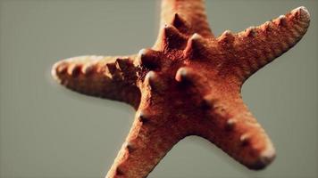 dead dry yellow starfish souvenir photo