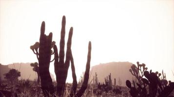 rayo de luz solar disparando a través del cielo del desierto al atardecer foto