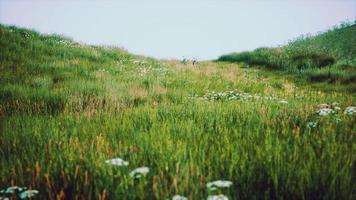 colinas verdes con hierba fresca y flores silvestres a principios de verano foto