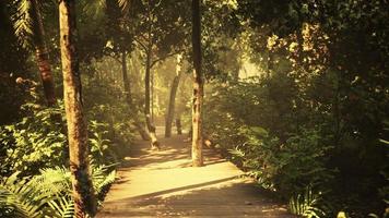 Wooden path track from planks in forest park photo