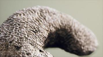 big white coral fossil closeup photo