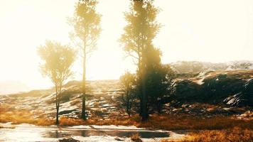 Pine trees and Huangshan mountains in China video