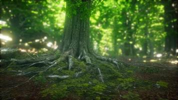 lumière du soleil dans la forêt verte video