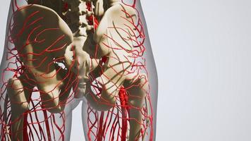 science anatomy of human Blood Vessels photo