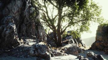 vista del árbol solitario en el acantilado rocoso foto