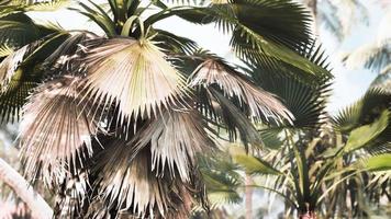 tropical garden with palm trees in sun rays photo