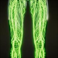 Blood Vessels of Human Body photo