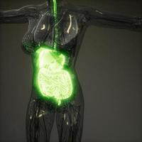 Ilustración 3d de las partes y funciones del sistema digestivo humano foto