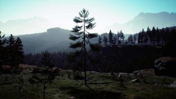 Misty foggy mountain landscape with fir forest video