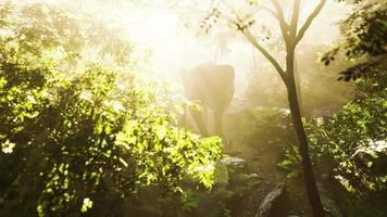 visão em câmera lenta do elefante na luz do sol video