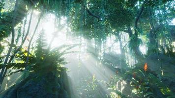 misty rainforest and bright sun beams through trees branches video