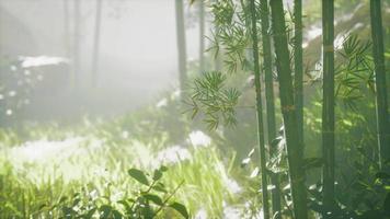 green bamboo in the fog with stems and leaves video