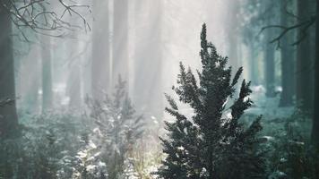 magic and foggy morning spruce forest video