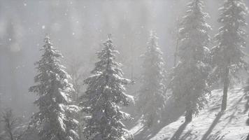 niebla brumosa en el bosque de pinos en las laderas de las montañas video