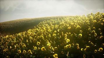 bellissimi girasoli e nuvole in un tramonto in texas video