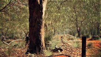 arbusto australiano con árboles en arena roja foto
