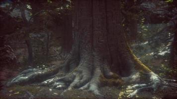 Old trees with lichen and moss in green forest photo