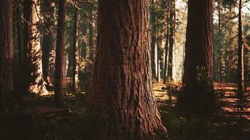 giant sequoias in the giant forest grove in the Sequoia National Park photo