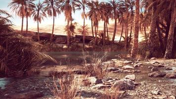 pond and palm trees in desert oasis photo