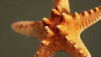 dead dry yellow starfish souvenir photo