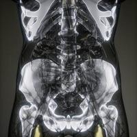 Transparent Human Body with Visible Bones photo