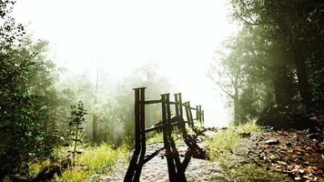 sun is shining through the trees in a young forest timelapse photo