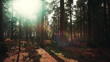 famous big sequoia trees are standing in Sequoia National Park photo