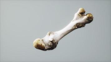 The leg bone of an big animal photo