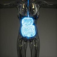 3d illustration of human digestive system parts and functions photo