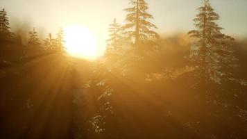 forêt de pins au lever du soleil avec des rayons de soleil chauds video